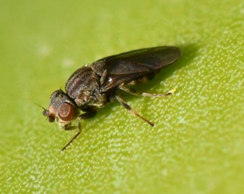 Aphanotrigonum trilineatum